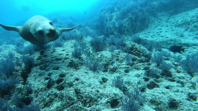 Sea lions in the sea of cortez