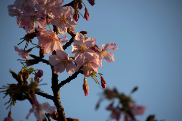 Flores en el árbol fondo de cielo