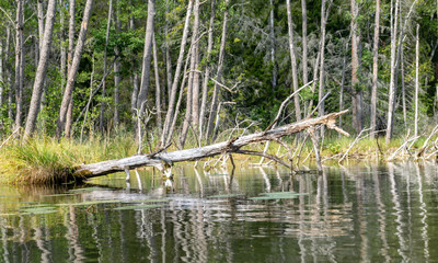 wild lake view, dry tree branches in the water, overgrown shores, wild grass and leaves