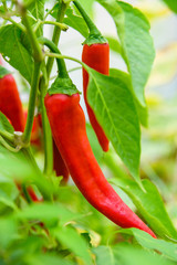 Red hot chili peppers plants on a branch