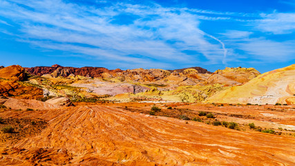 Obraz premium The colorful red, yellow and white banded rock formations along the Fire Wave Trail in the Valley of Fire State Park in Nevada, USA