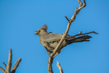 A Grey Loerie (Corythaixoides concolor) also known as a 