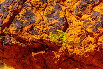 Moss growing on a large colorful red sandstone rock along the Fire Wave Trail in the Valley of Fire State Park in Nevada, USA