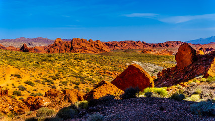 The colorful red rock sandstone formations along the Fire Wave Trail in the Valley of Fire State Park in Nevada, USA