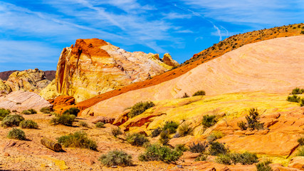 Fototapeta premium The colorful red, yellow and white banded rock formations along the Fire Wave Trail in the Valley of Fire State Park in Nevada, USA