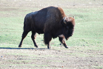 Bull bison getting ready to charge