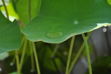 Gotat de agua en hoja