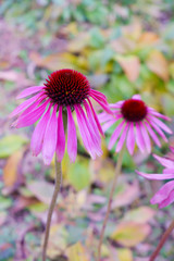 Purple Coneflower (or Hedgehog Coneflower, Purpur Igelkopf, Black Samson)