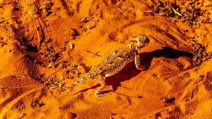 Desert Horned Lizard or Horny Toad walking on the Red Desert Sand on the Fire Wave Hiking Trail in the Valley of Fire State Park in Nevada,
