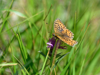 Un papillon femelle Tabac d'Espagne, silver-washed fritillary en anglais dans les Alpes en Savoie