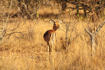 Impala (Aepyceros melampus) in South Africa