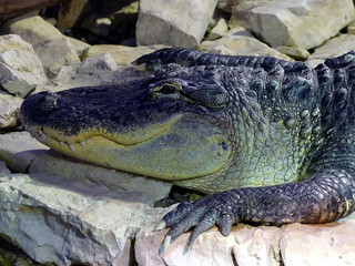 Alligatore immobile sulle pietre di un lago. Predatore di grandi dimensioni del Nord America