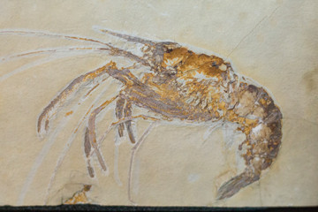 Fossilized shrimp © Harris Pinkham