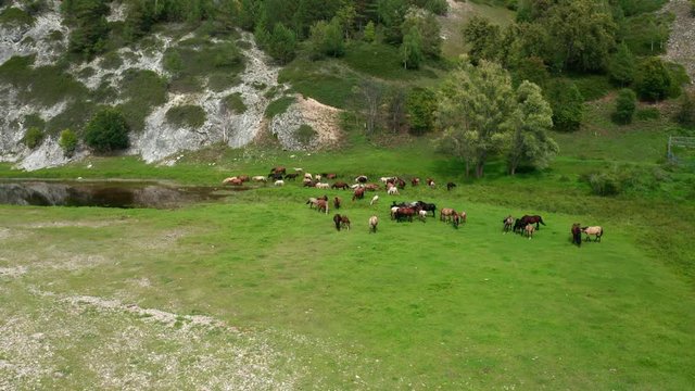 Shooting around a herd of horses grazing in a meadow near the river. In the background is a plot of hill and a wooden building.