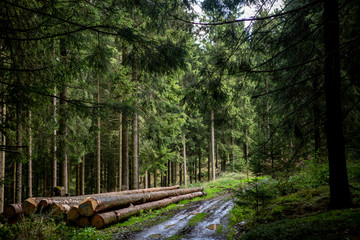 Muddy path creating an opening in the thick pinewood forest with sunlight coming through hitting the pathway and recently cut logs waiting besides in Schanze, Germany