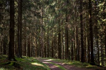 Muddy path through a thick pinewood forest with sunlight coming through hitting the pathway in Schanze, Germany