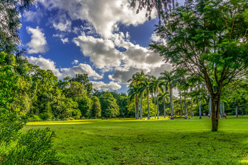 Brisbane City Botanic Gardens aka Queen’s park in Queensland, Australia. Urban oasis in central business district. Green lawn surrounded by trees. Greenscape photography. - obrazy, fototapety, plakaty