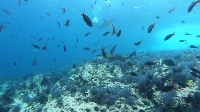 Sea lions in the sea of cortez