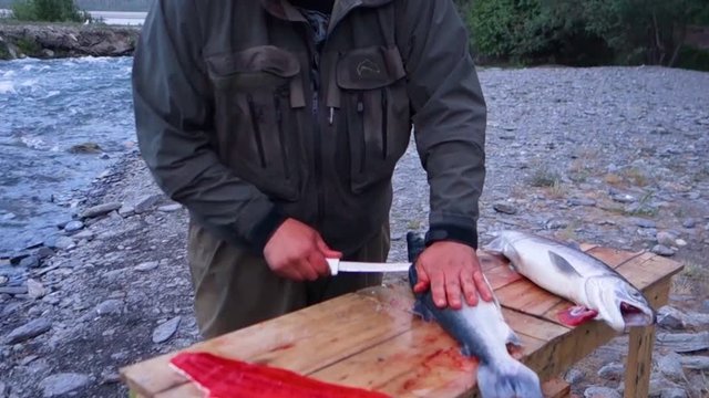 Man filleting sockeye salmon at a cleaning station while standing near the Copper River in Chitina Alaska.