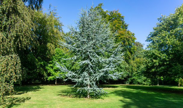 Cedrus Atlantica Glauca tree, also known as Blue Atlas Cedar a large evergreen cedar tree with needle like leaves, seen here in a parkland setting.
