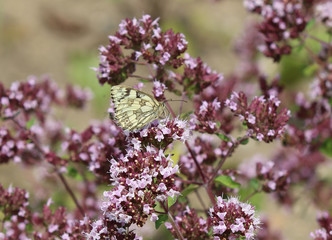 Schachbrettfalter (Melanargia galathea)