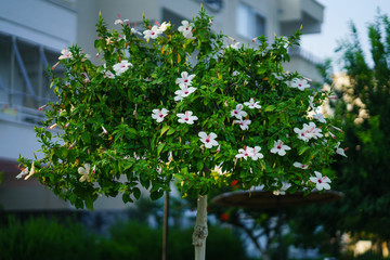 hibiscus flowers © Banu Sevim