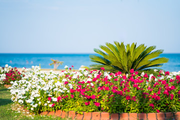 Fototapeta premium small palm by the beach