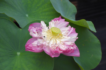 Kanchanaburi, Thailand, 09.09.2019: Beautiful garden, lake, traditional Thai, Siamese clothes, buildings of "Mallika City R.E. 124" a heritage, retro-city reflecting the real past Siamese lifestyle