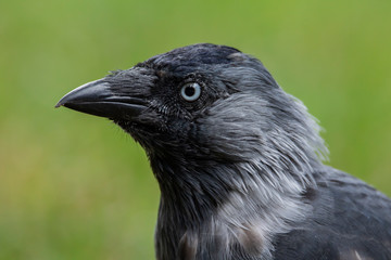 Close-up portrait of jackdaw. Eurasian or Western jackdaw (Coloeus monedula) is corvid bird with beautiful blue eyes.