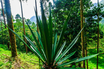 View on Agave plant in the natural landscape next to Jardin in Colombia