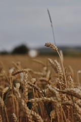 Fototapeta premium ears of wheat