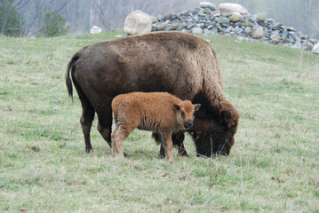 Mother bison with her young calf in a pasture