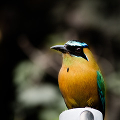 A nice look from a bird buddy