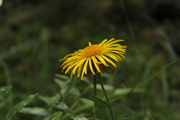 Big yellow flower, close-up, in the wild forest.