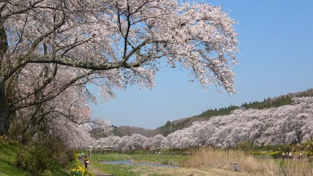 夏井川の千本桜（福島県・小野町）