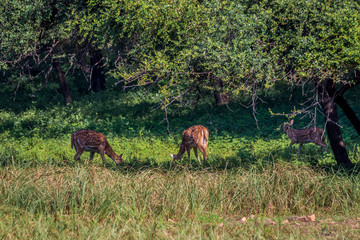 Wild deer in the Ranthambore National Park in India