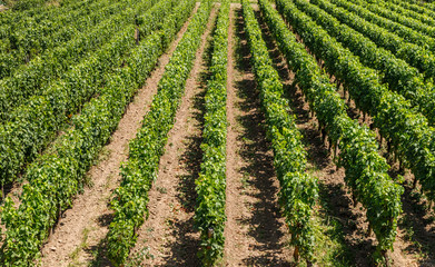 Fototapeta na wymiar Vineyards of Saint Emilion, Bordeaux, Aquitaine region of France, in a sunny summer day. Close up.