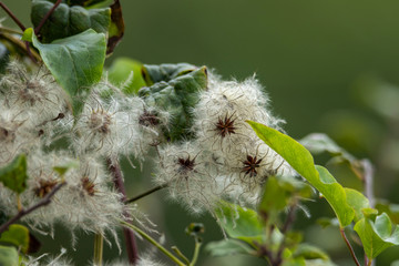 Fluffy Arc of Clematis Vitalba Seed Heads. Wild Clematis vitalba (Old Man's Beard) seeds. Natural background