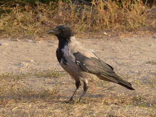 crow on dry grass