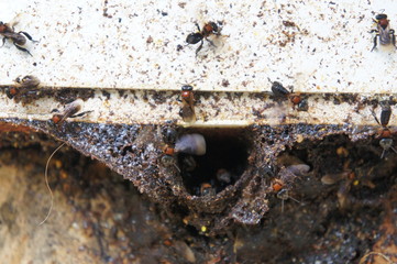 Nest entrance for sting less bee or local tongue call kelulut. Sting less bees are bred to provide nutritious honey.