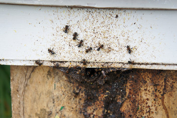 Nest entrance for sting less bee or local tongue call kelulut. Sting less bees are bred to provide nutritious honey.