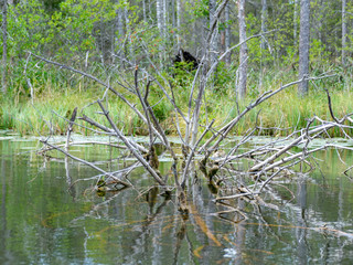 wild lake view, dry tree branches in the water, overgrown shores, wild grass and leaves