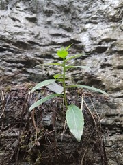 young plant in soil
