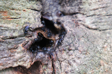 Nest entrance for sting less bee or local tongue call kelulut. Sting less bees are bred to provide nutritious honey.