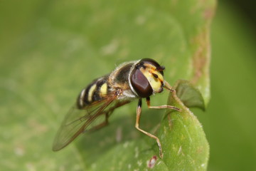 black and yellow hover fly