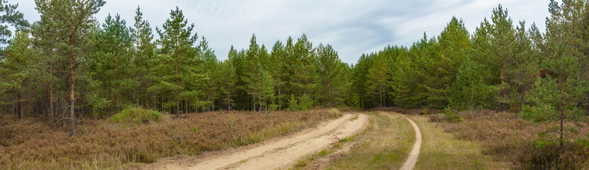 Fototapeta na wymiar Sandy road in the pine forest