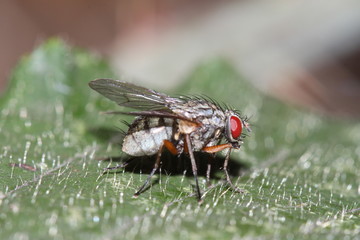 Obraz premium Fly with big red eyes