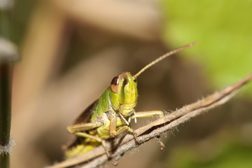 Grass hopper sitting calmly 
