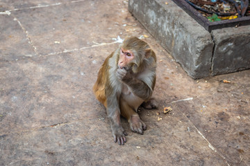 Monkey in the monkey temple of Jaipur