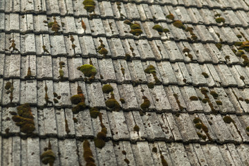 green moss on an old roof